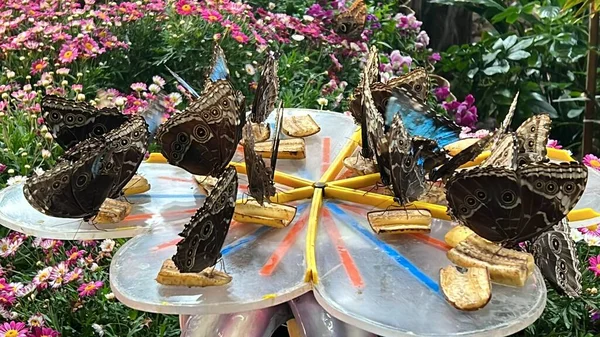 A Close-up Of A Butterfly