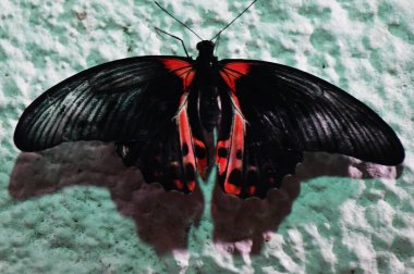 A Close-up Of A Butterfly