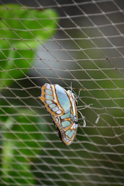 A Close-up Of A Butterfly