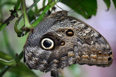 A Close-up Of A Butterfly