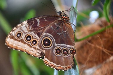 A Close-up Of A Butterfly