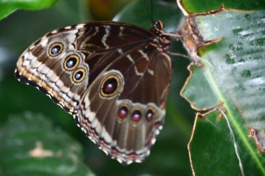 A Close-up Of A Butterfly