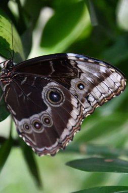 A Close-up Of A Butterfly