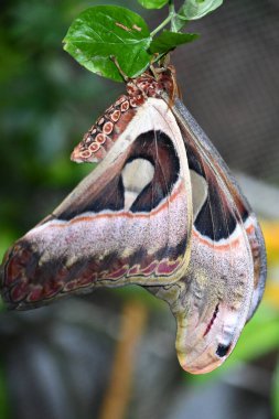 A Close-up Of A Butterfly