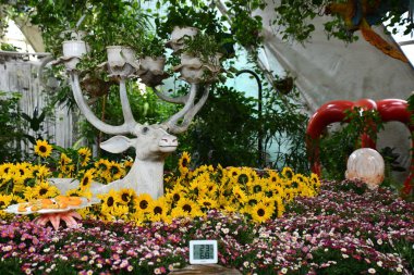 DUBAI BAE - 21 Şubat 2023 'te Dubai Kelebek Bahçesi' nde görüldüğü gibi.