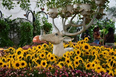 DUBAI BAE - 21 Şubat 2023 'te Dubai Kelebek Bahçesi' nde görüldüğü gibi.