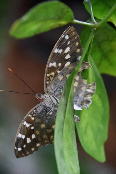 Close Butterfly — Fotografia de Stock