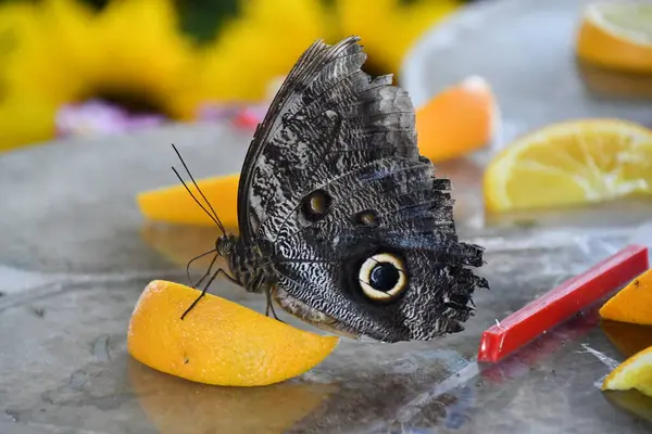A Close-up Of A Butterfly