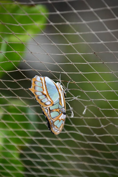Зблизька Метелик — стокове фото