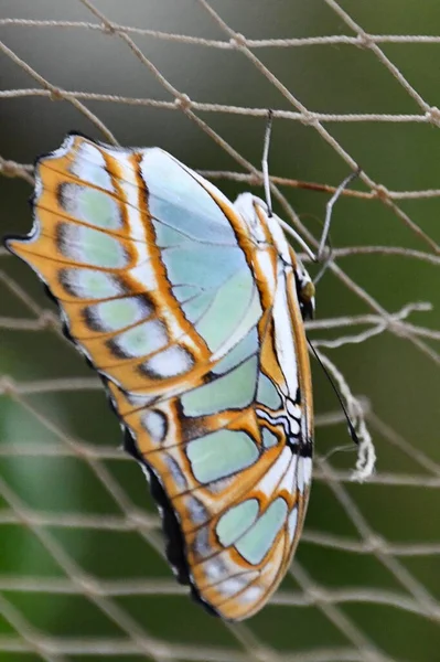 Зблизька Метелик — стокове фото