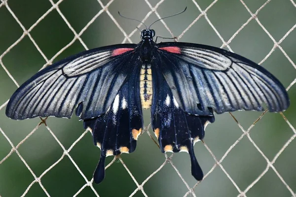 Close Butterfly — Stok fotoğraf
