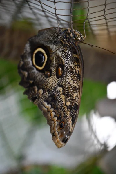 Ένα Κοντινό Πλάνο Μιας Πεταλούδας — Φωτογραφία Αρχείου