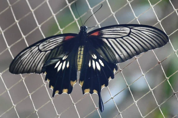 Close Butterfly — Foto de Stock
