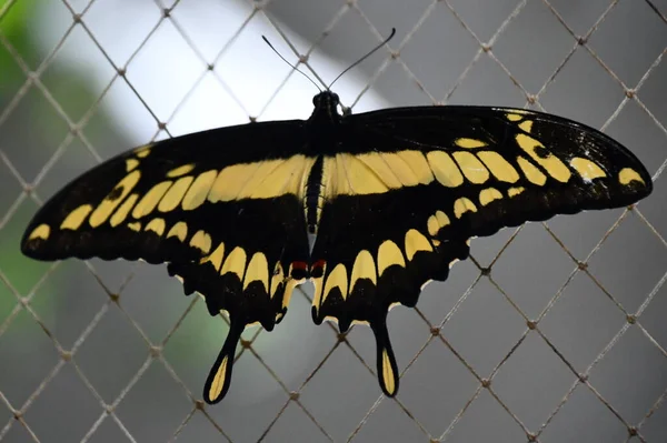 Close Butterfly — Foto de Stock