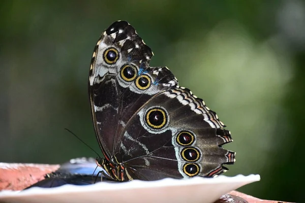 Close Butterfly —  Fotos de Stock