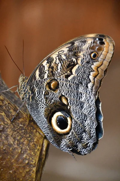 Close Butterfly — Stock Photo, Image