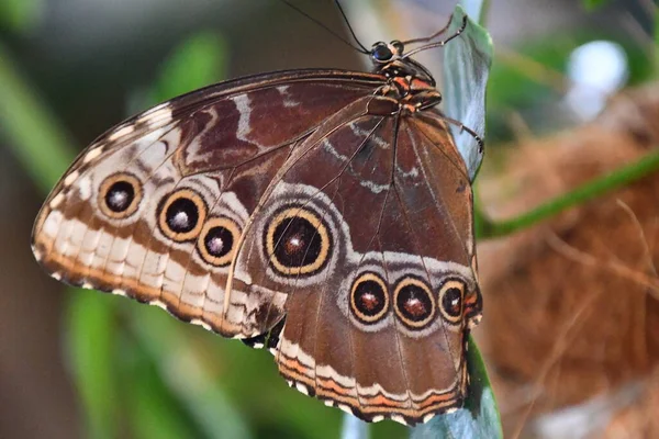 Ένα Κοντινό Πλάνο Μιας Πεταλούδας — Φωτογραφία Αρχείου