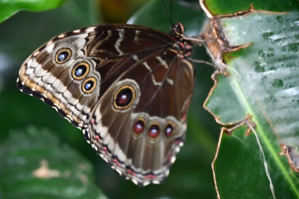 Close Butterfly — Zdjęcie stockowe
