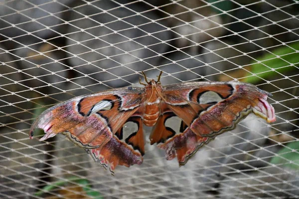 Close Butterfly — Zdjęcie stockowe