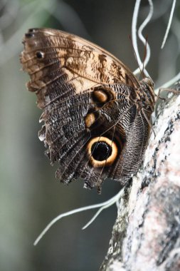Bir kelebeğin yakın çekimi