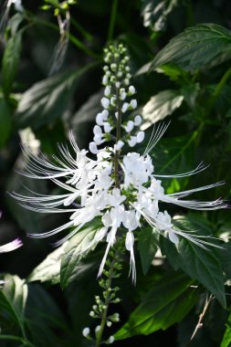 Güzel Kedi Bıyıkları Çiçeği