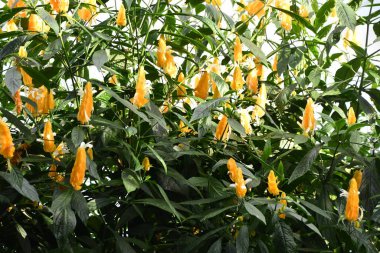 Güzel Sarı Lolipop Çiçekleri