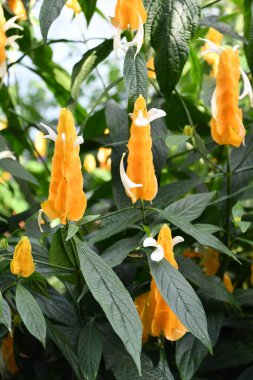 Güzel Sarı Lolipop Çiçekleri