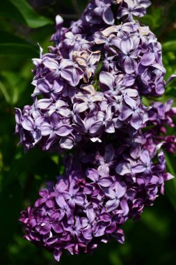 Baharda leylak çiçekleri