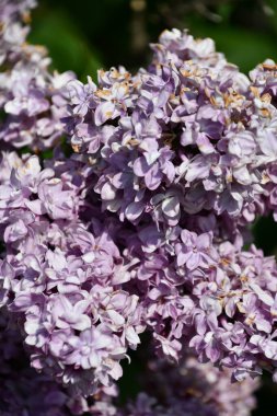 Baharda leylak çiçekleri