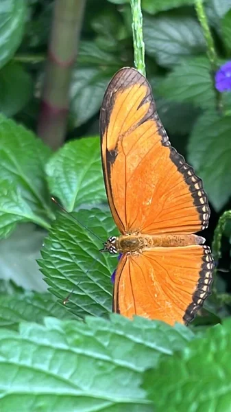 Ένα Closeup Του Μια Πεταλούδα — Φωτογραφία Αρχείου
