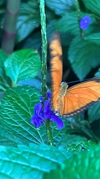 一只蝴蝶的特写 — 图库照片
