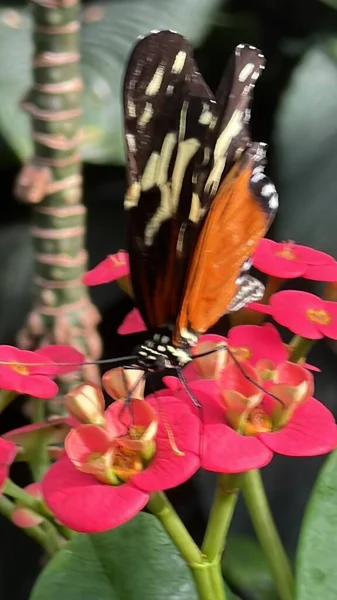 一只蝴蝶在花园里 — 图库照片