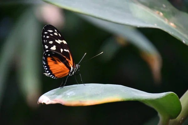 Una Mariposa Jardín — Foto de Stock