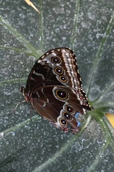 一只蝴蝶在花园里 — 图库照片