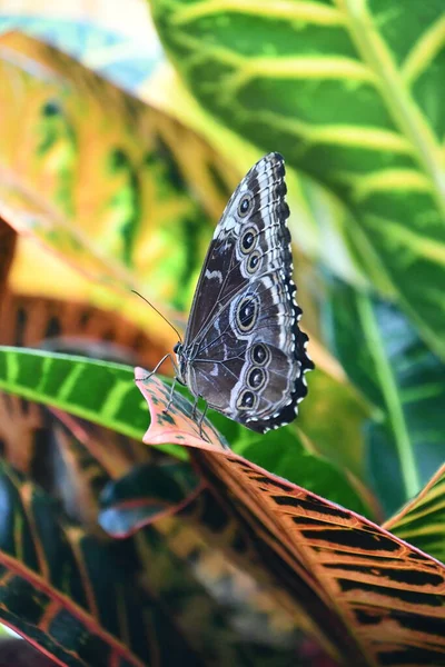 Motyl Ogrodzie — Zdjęcie stockowe