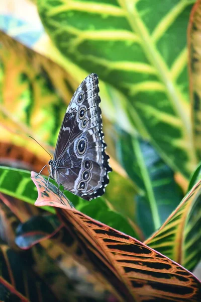 Μια Πεταλούδα Στον Κήπο — Φωτογραφία Αρχείου