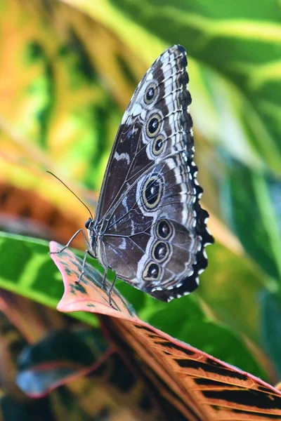 Μια Πεταλούδα Στον Κήπο — Φωτογραφία Αρχείου