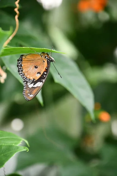 Papillon Dans Jardin — Photo
