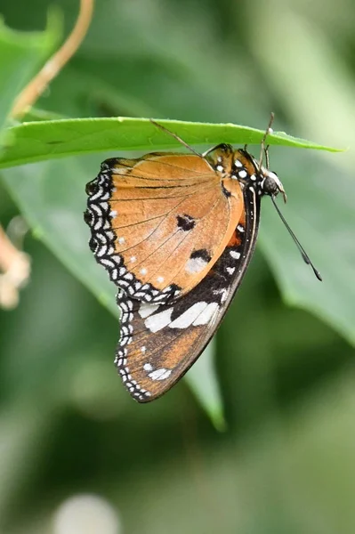Метелик Саду — стокове фото