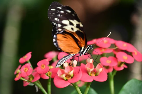 Ein Schmetterling Einem Garten — Stockfoto