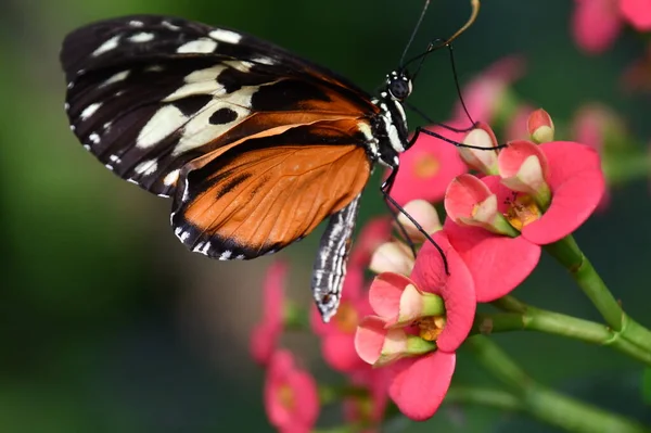 A Butterfly in a Garden