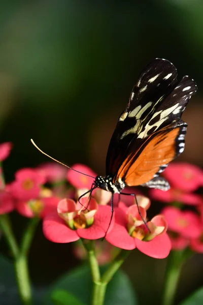 Closeup Butterfly — Stock Photo, Image