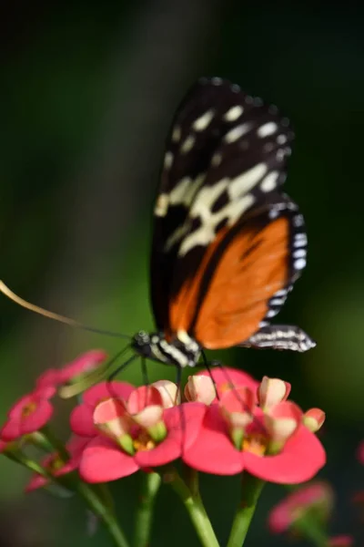 Nahaufnahme Eines Schmetterlings — Stockfoto