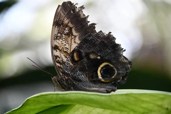 Bir Kelebeğin Yakın Çekimi — Stok fotoğraf