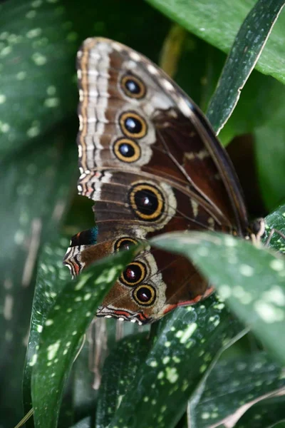 蝴蝶的被子 — 图库照片