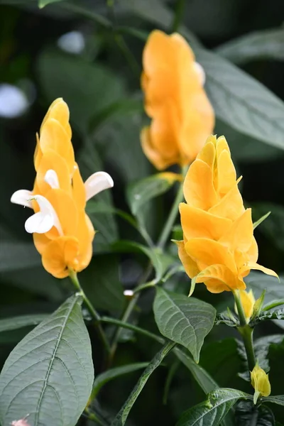 Flores Pirulito Muito Amarelas — Fotografia de Stock