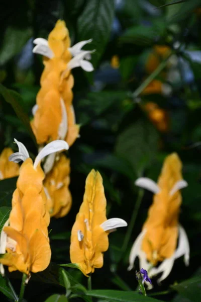 Flores Pirulito Muito Amarelas — Fotografia de Stock