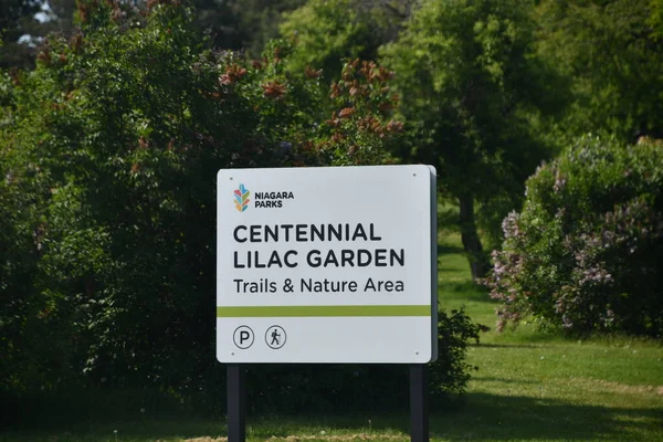 나이아가라 May Centennial Lilac Garden 캐나다 온타리오주 나이아가라 폭포에서 2023 — 스톡 사진