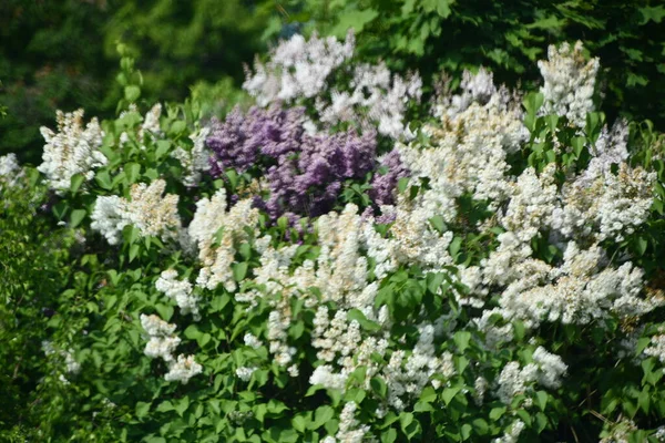 Kwiaty Lilii Wiosną — Zdjęcie stockowe