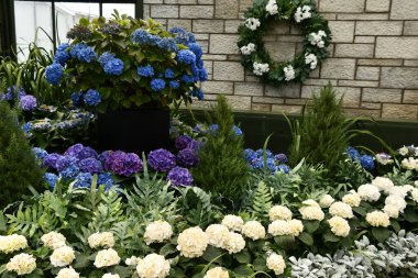 Niagara Şelalesi, Ontario 'daki Floral Showhouse' da 28 Mayıs 2023 'te görülen yıllık Hydrangea Sergisi.